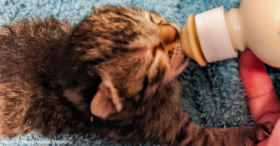 Orphaned Kittens Are Surviving and Thriving Thanks in Part to Your Donations