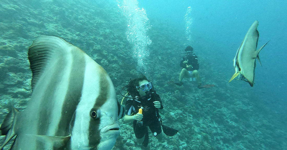Scientists Capture First Ever Live Footage of the Painted Swellshark