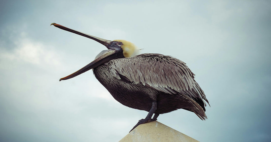 Brown Pelicans Mysteriously Wash Up Dead Across Oregon Coast