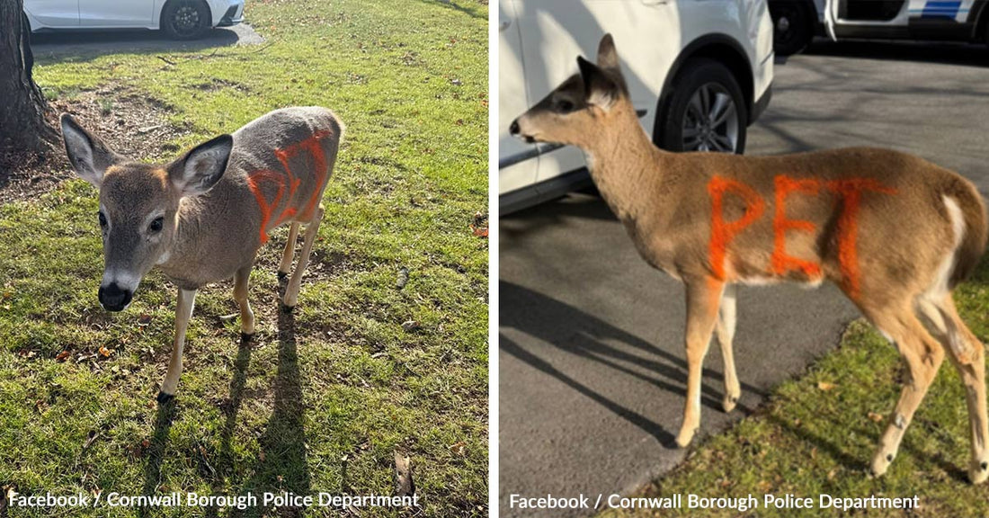 A deer stands on green grass, marked with orange paint, near a tree.