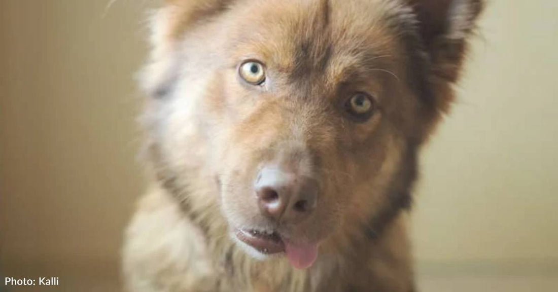 Dog Finds Home After Surviving Broken Jaw, Nearly Being Put Down