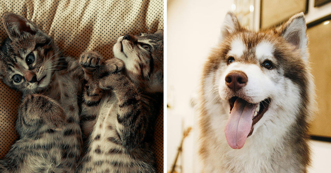 Two playful kittens lying together on a patterned surface, beside a smiling dog.