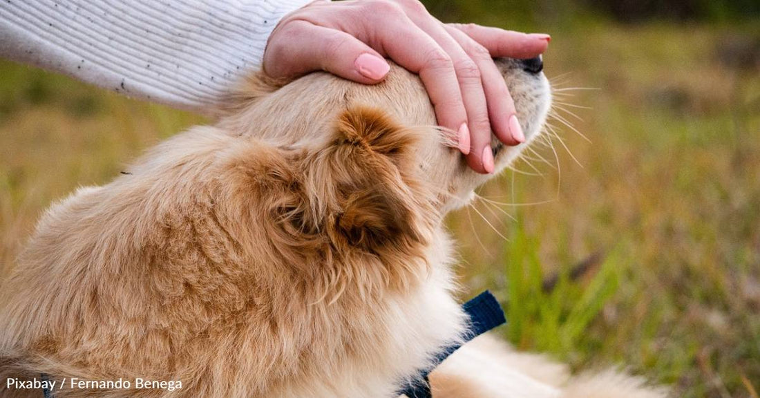 Study Offers Theory on Declining Birthrates, Increasing Dog Ownership