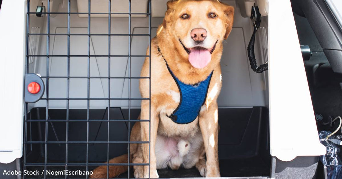 This Pet Preparedness Month, Learn How to Keep Pets in Emergency Plans