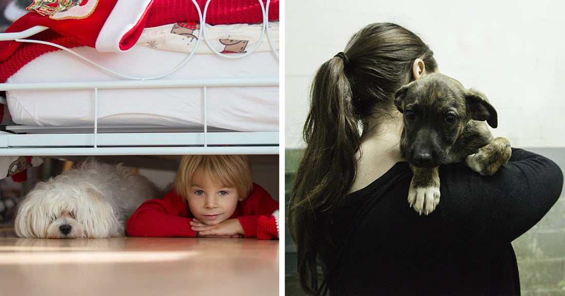 Split image of a child and white dog under a bed and a person holding a small puppy over their shoulder indoors.