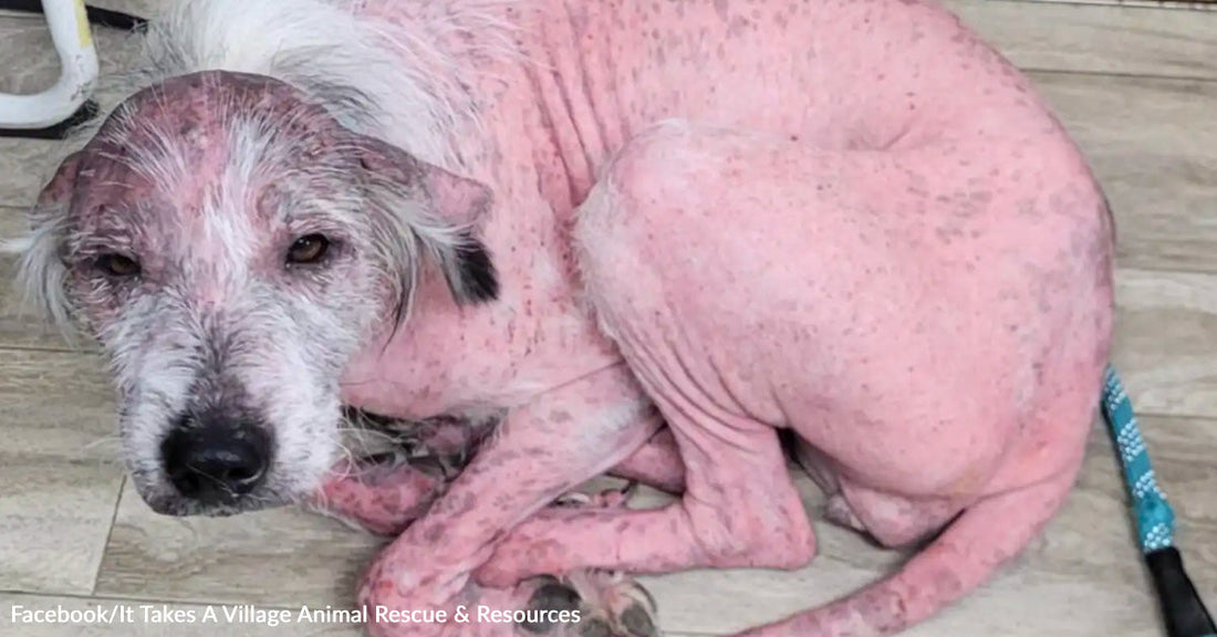 Hairless pink dog curled up on the floor showing inflamed skin and visible irritation.