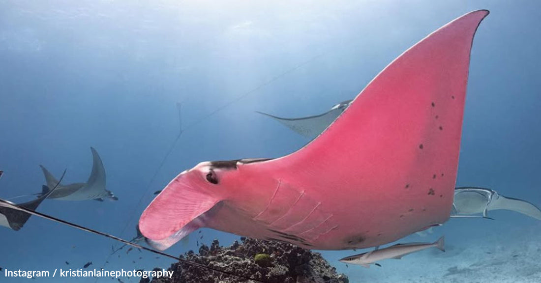 The Mystery Behind the World's Only Known Pink Manta Ray