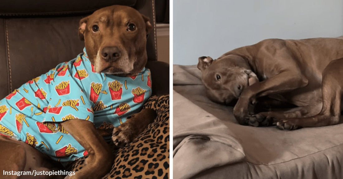 Split image of a brown pit bull wearing a blue shirt with french fry prints on the left and curled up sleeping on a couch on the right.
