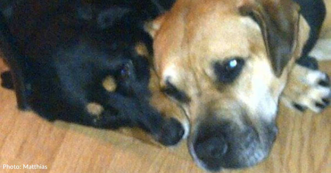 Pit Bull and Rottweiler Cure Man of His Fear of Dogs