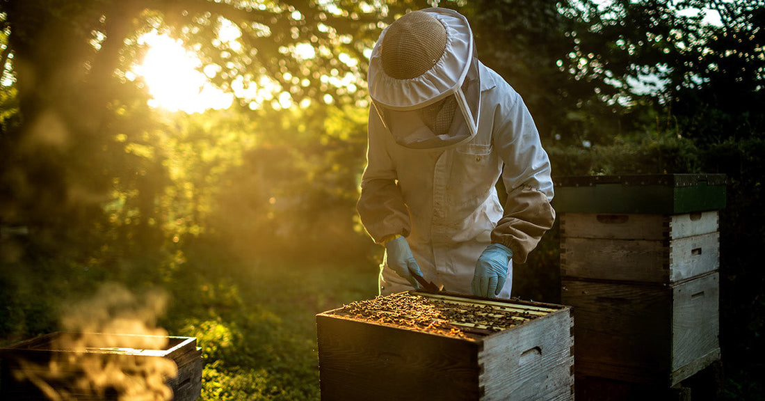Beekeeper wearing a veil and gloves examines a hive box glowing in warm evening light.