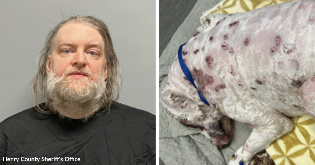 Split image showing a mugshot-style photo of a long-haired bearded man beside an injured white dog lying on bedding.
