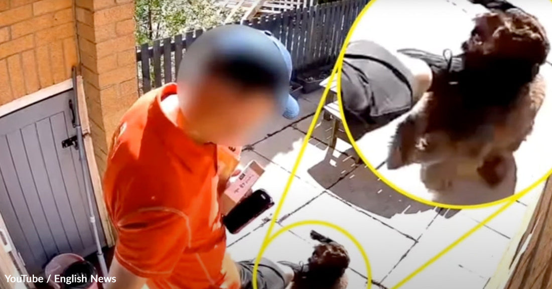 Postman Kicks Puppy in the Face as Camera Captures Disturbing Attack