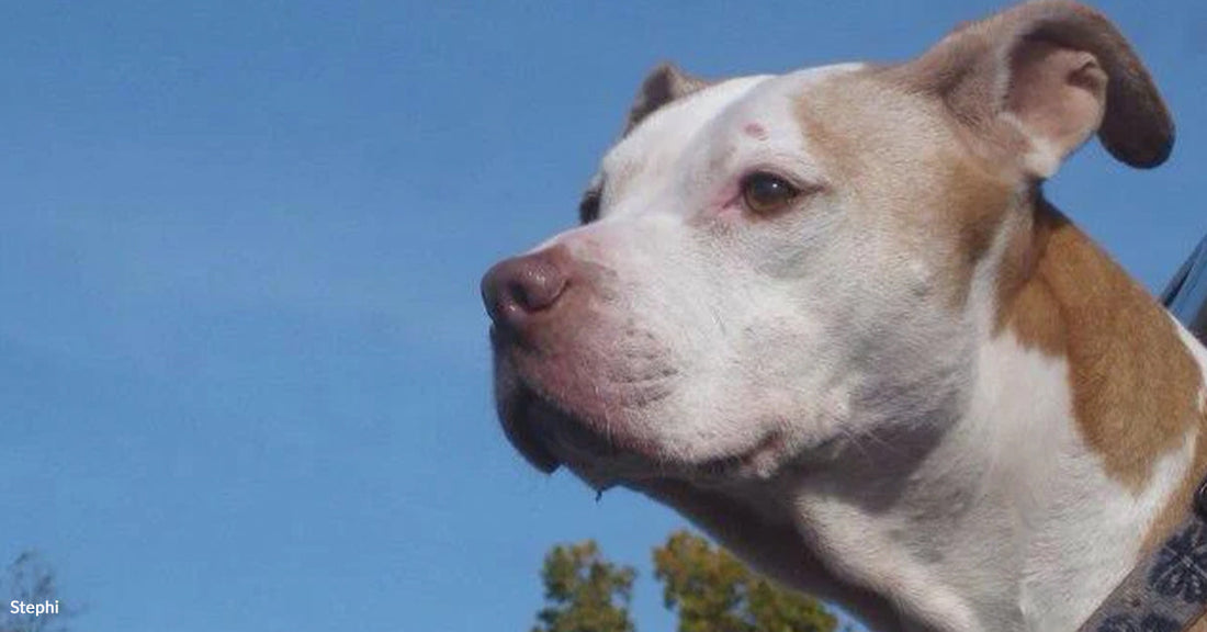 An Older Shelter Dog Waited Nine Years For Someone To Choose Her