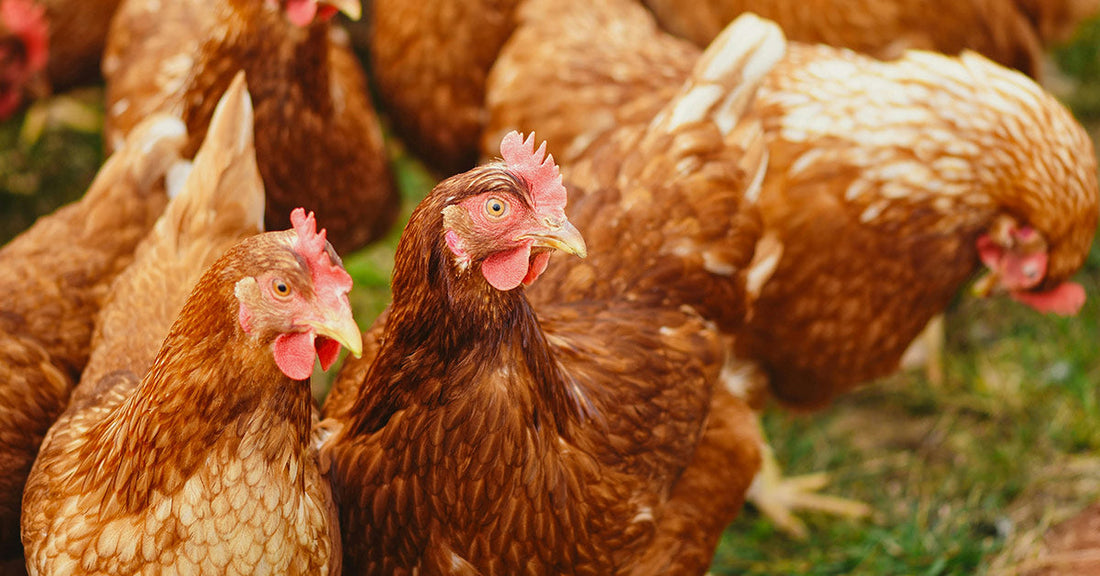 Project Blue Peacock: The British Nuclear Landmines with Live Chickens