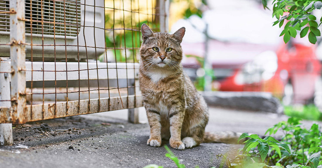 Side-by-side image showing a brown tabby cat sitting under a rusty metal fence outdoors, with blurred cars in the background.
