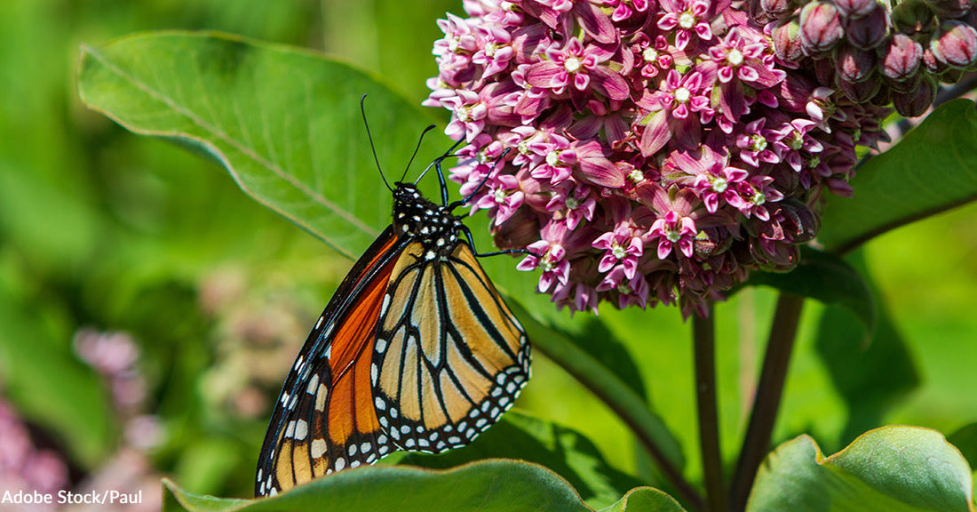 Western Monarch Butterfly Population Remains Dangerously Low