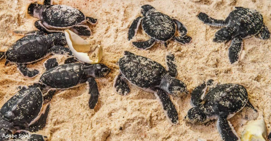 Help Protect Nests to Ensure More Endangered Baby Sea Turtles Survive