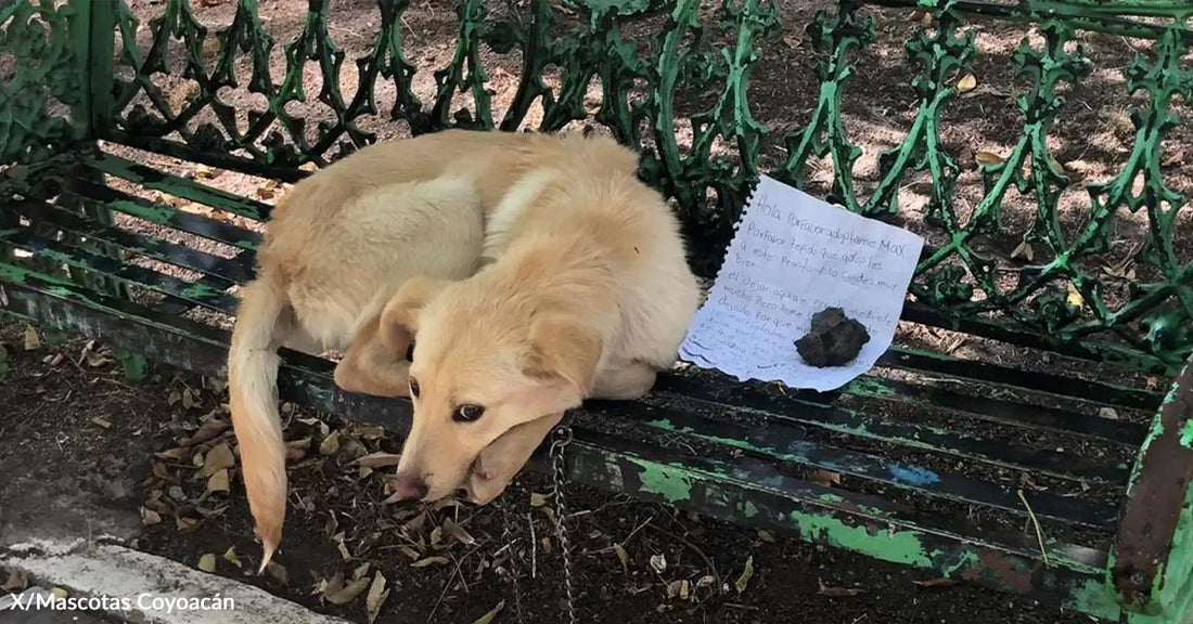 A dog rests on a bench next to a handwritten note.