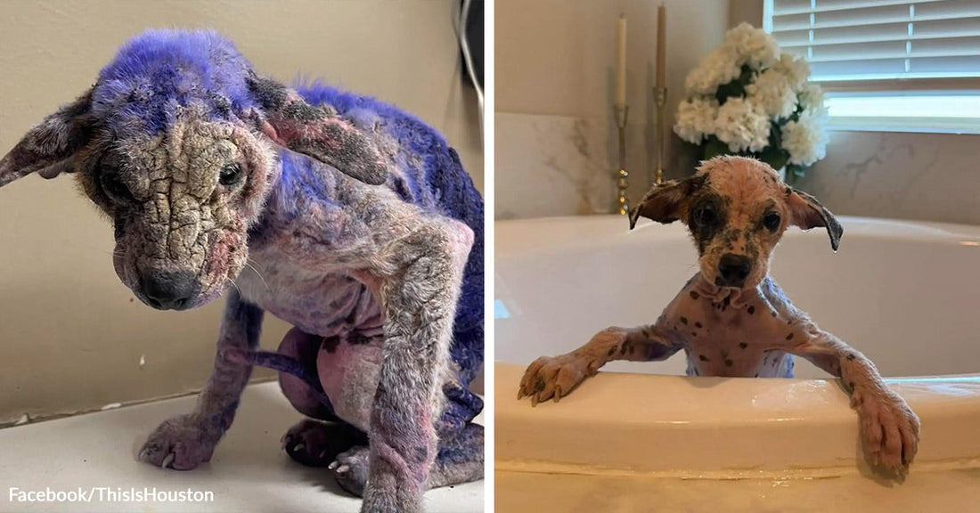 Split image of a small dog with severe skin disease and purple treatment staining on the left and the same dog cleaner and more alert while standing in a bathtub on the right.