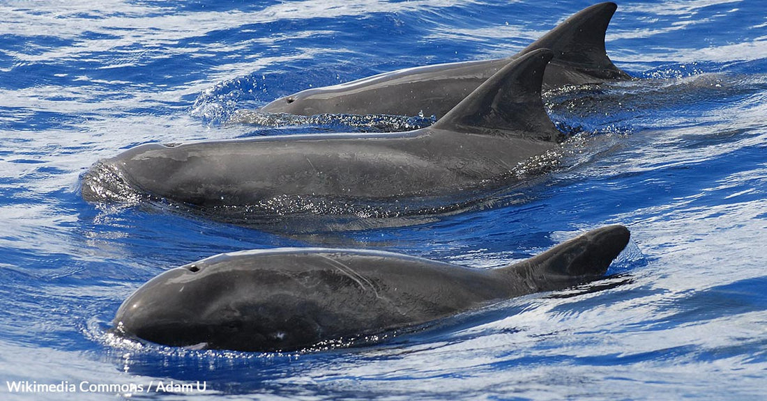Beachgoers In Guyana Unite to Rescue Stranded Pygmy Killer Whale
