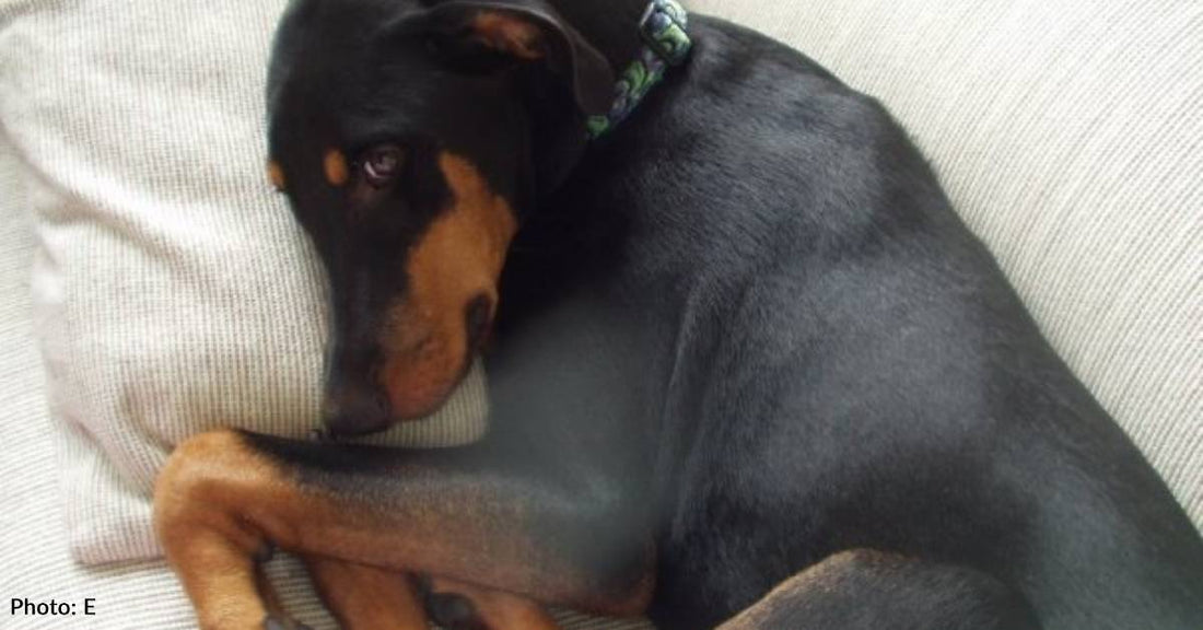 Tiny Puppy Provides Big Surprise as She Grows