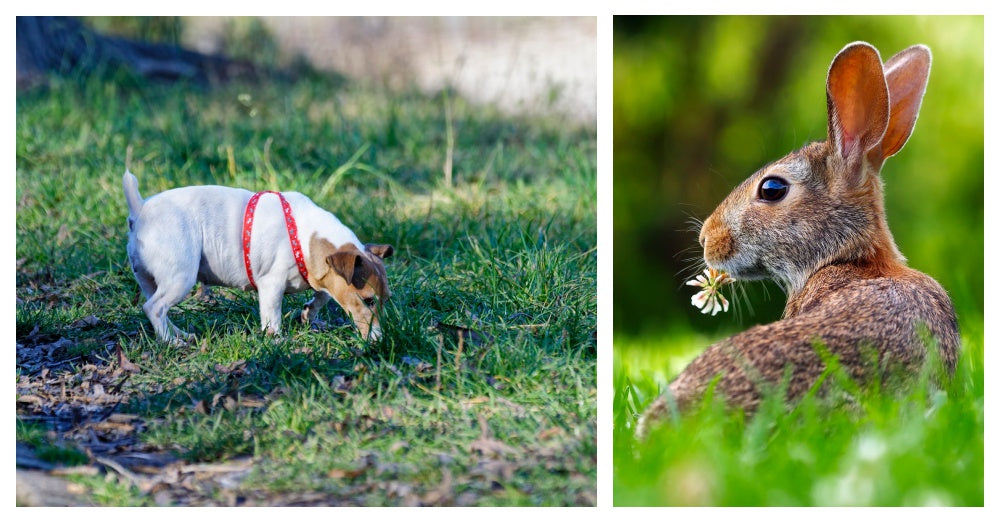 How to keep dog from eating rabbit poop fashion