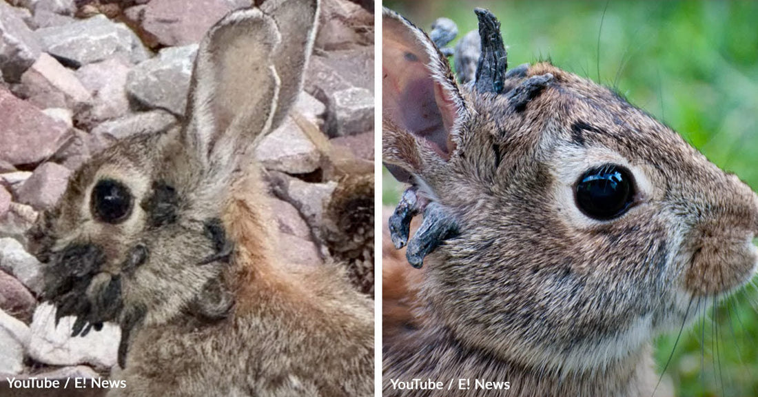 Horrifying Virus Leaves Colorado Rabbits With Tentacle Like Growths