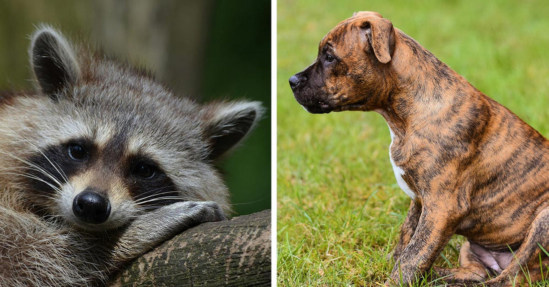 Raccoons Are Spreading a Deadly Dog Virus Across the Country