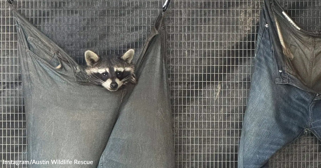 Raccoon peeking out from inside a hammock made of old blue jeans hanging against a wire enclosure wall.