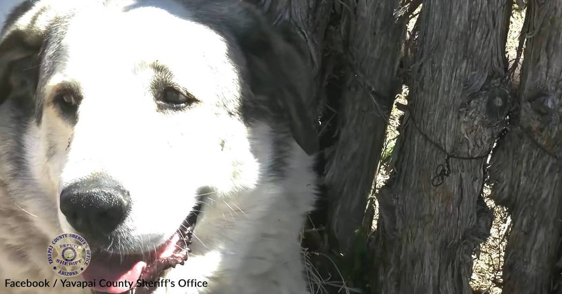 Ranch Dog Rescues Missing Two-Year-Old