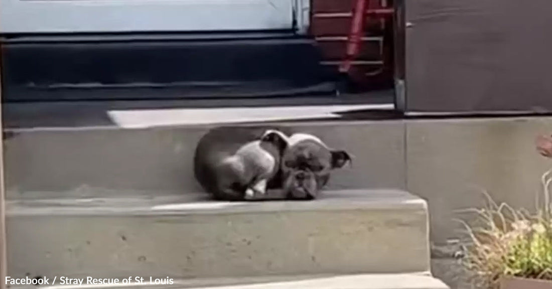 A small dog curls up peacefully on outdoor steps.