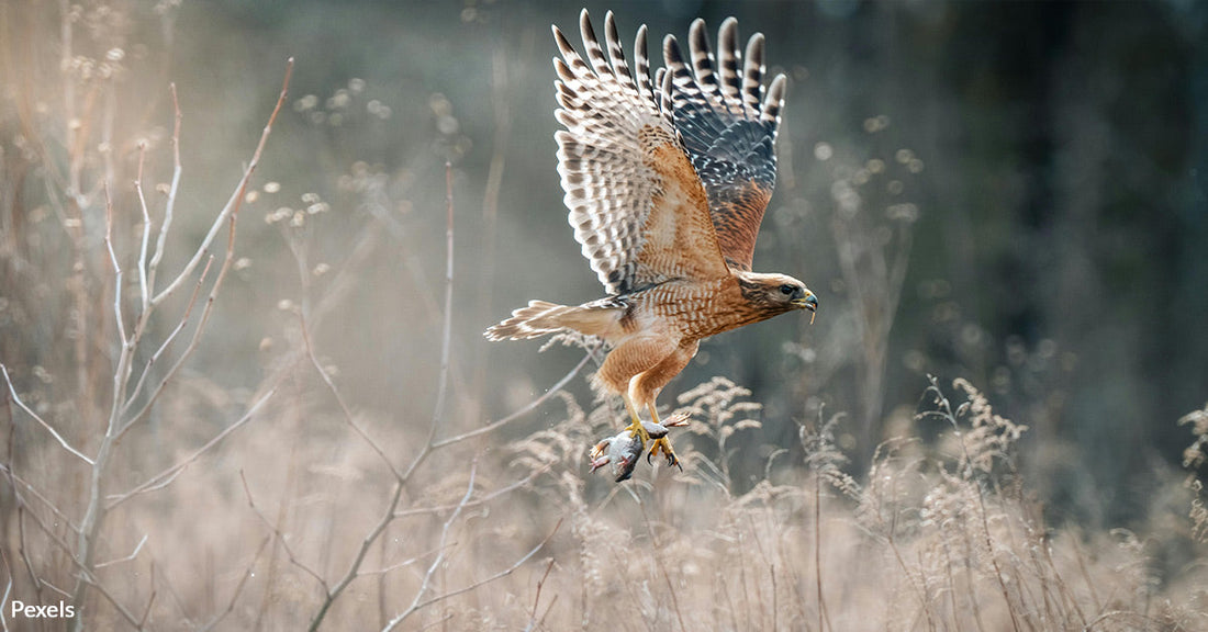 Illegal Shooting Destroys America’s Majestic Birds More Than Electrocution