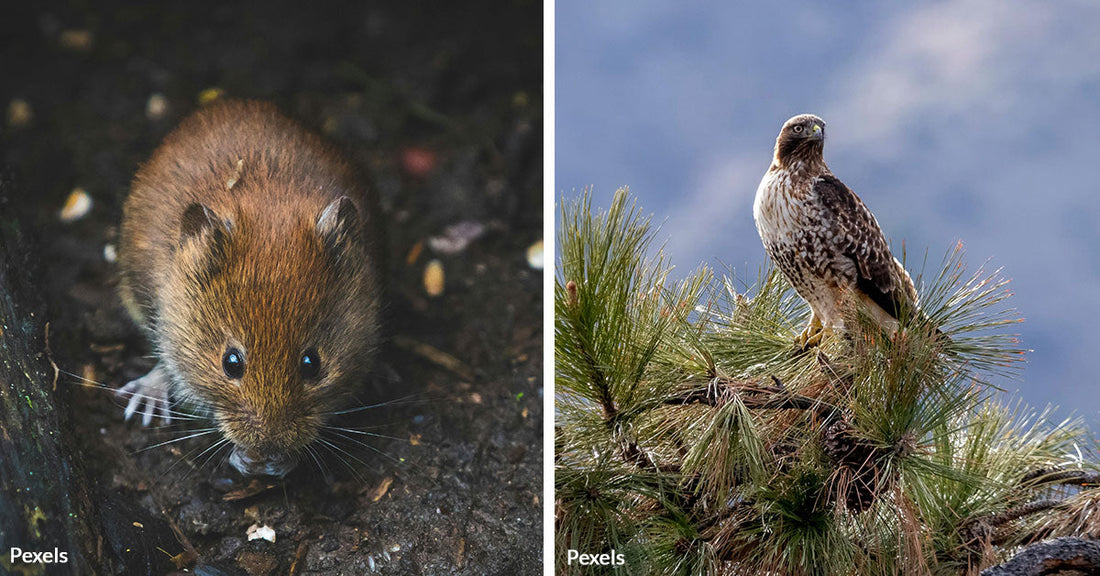 Rat Poison Is Devastating Washington D.C. Wildlife