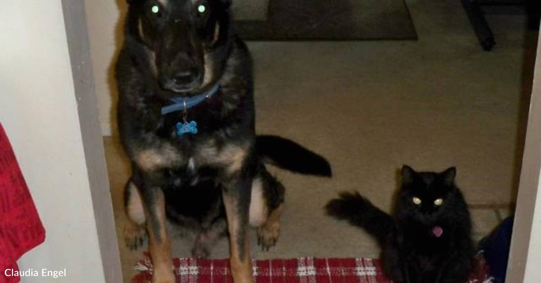 'The One That Couldn't Be Caught': Woman Easily Wrangles in Elusive Cat