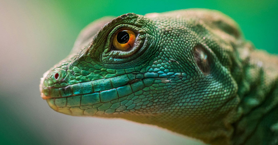Close-up of a green lizard’s head with bright orange eye and textured scales.