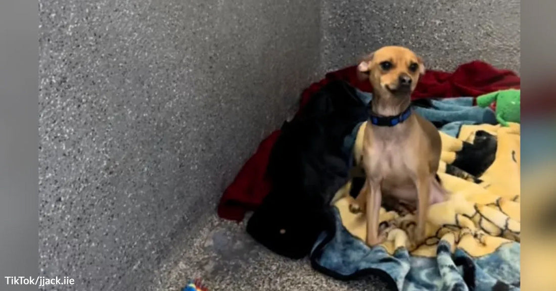 Small tan Chihuahua sitting tensely on blankets in a kennel corner.