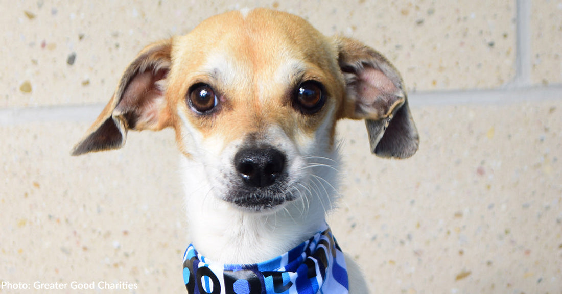 Help Fly Over 50 At-Risk Shelter Dogs to New Jersey to Find Loving Homes