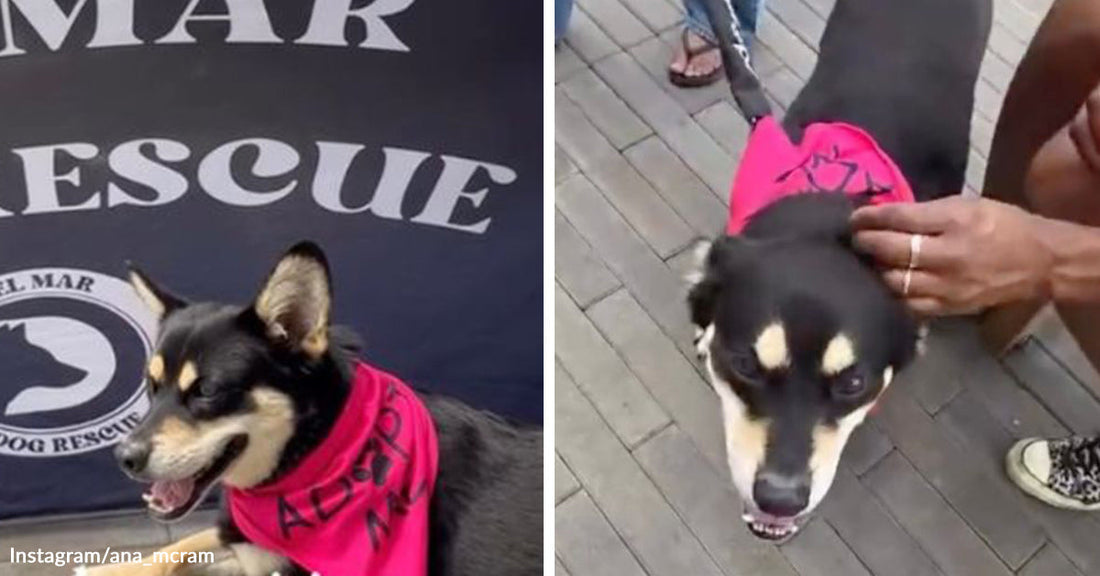 Split-screen showing a small black-and-tan dog in a pink adoption bandana at a rescue event and being petted by a person.