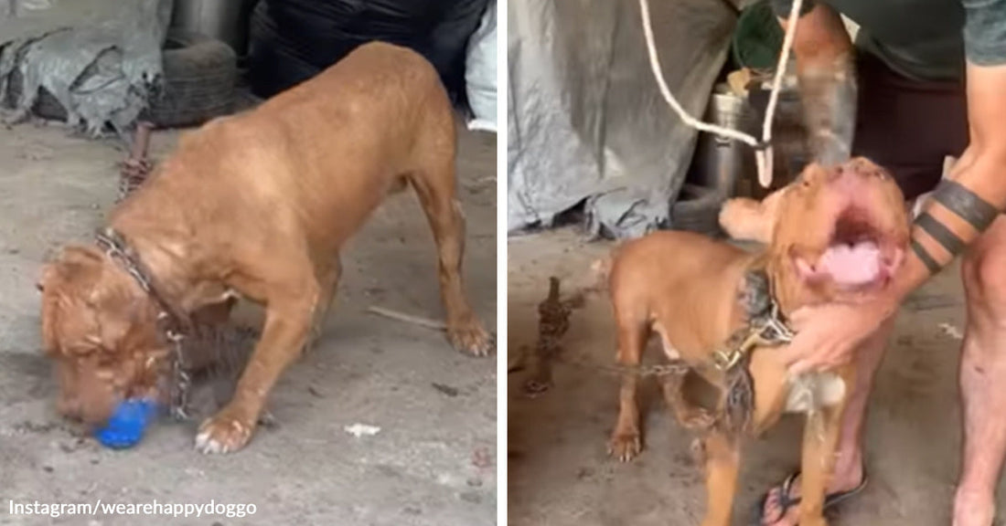Thin brown dog chained in a rough shelter space, next to a second image of the same dog looking up happily while a rescuer holds him.