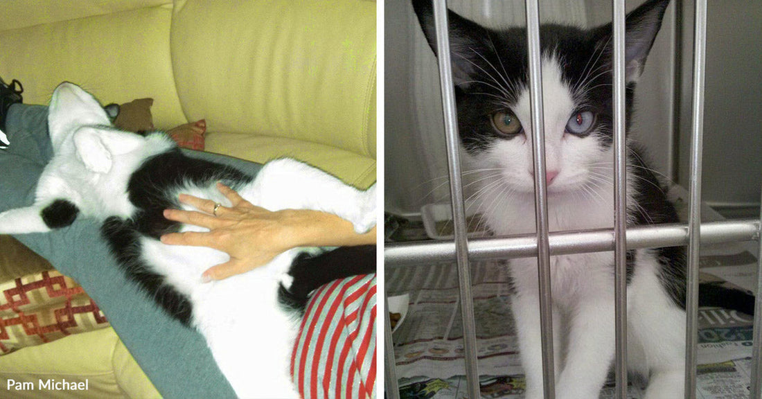 Split image showing a relaxed black-and-white cat lying across a person’s lap on the left and the same cat inside a shelter cage on the right.