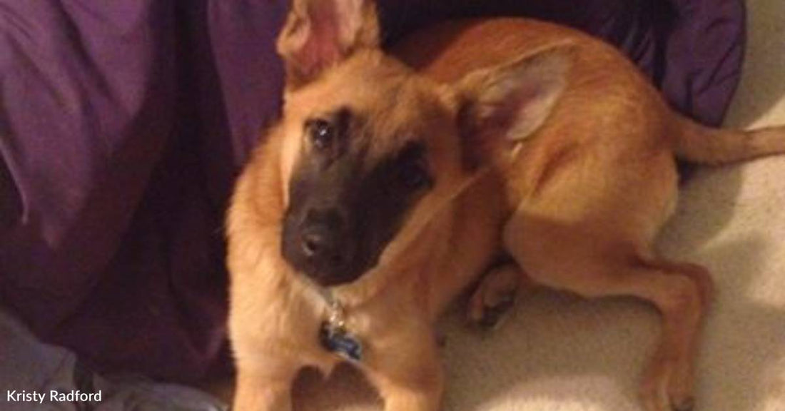 Days After Being Adopted, Puppy Becomes Seriously Ill
