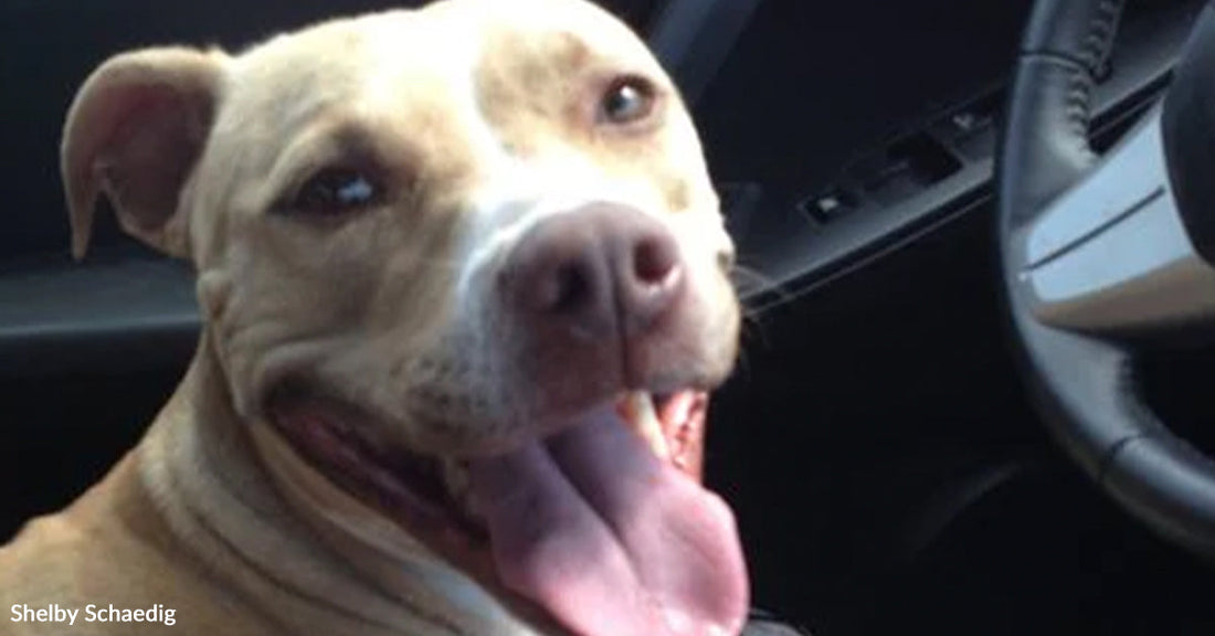 Close-up of a tan pit bull mix sitting in a car, panting happily with its tongue out.