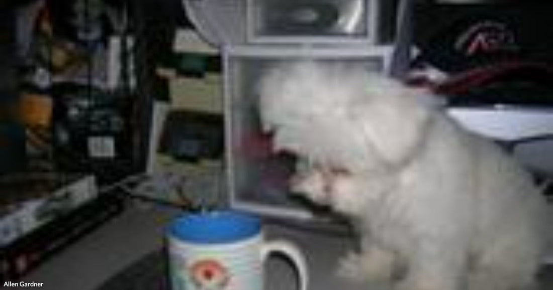 A small white fluffy dog sniffs at a ceramic mug on a cluttered desk beside computer equipment.
