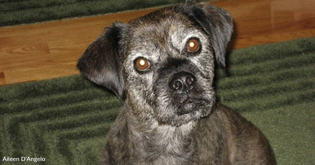 'She Looked at Me with the Saddest Look': Woman Remembers Katrina Dog