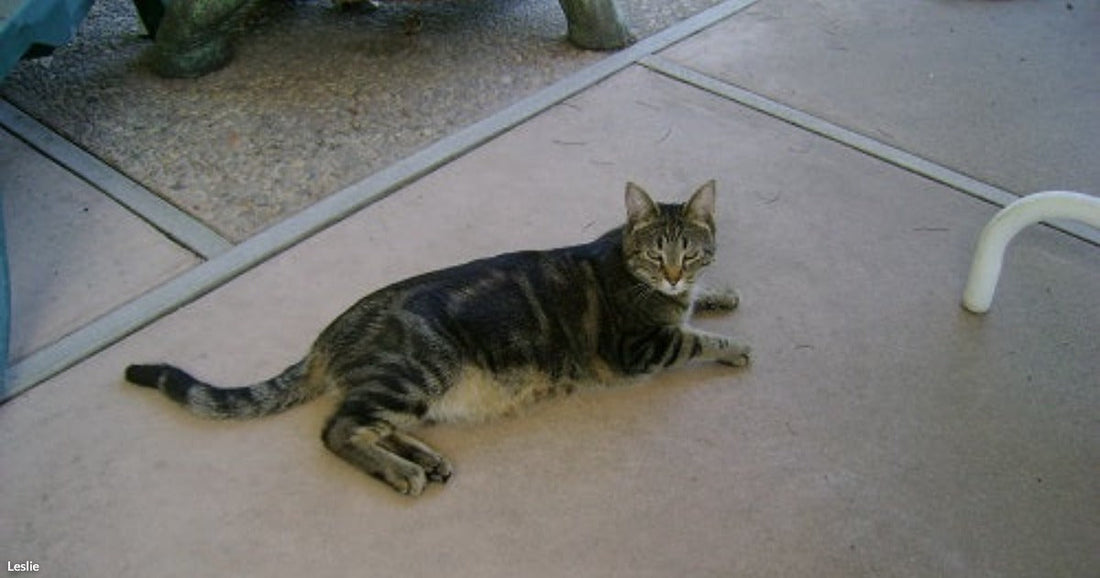 A tabby cat lounges on a concrete patio near decorative tortoise sculptures.