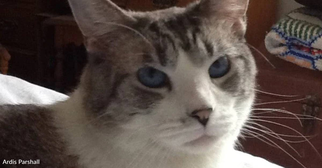 Aloof Rescue Cat Teaches New Human to Think About Love in a New Way