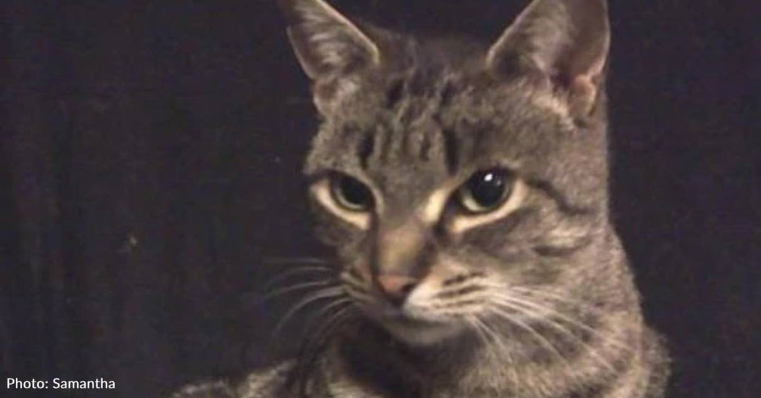 'Love at First Bite': How a Little Chomp Found a Stray a Home