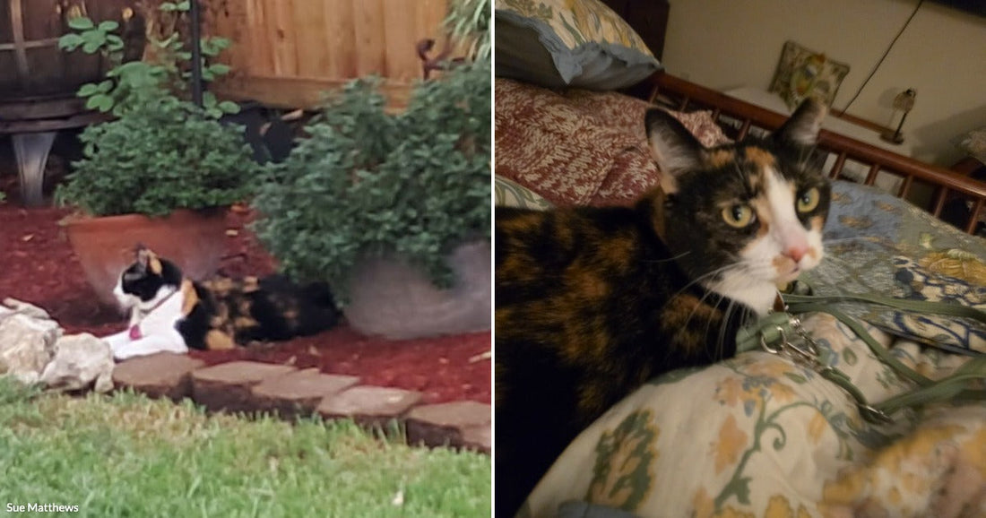 Tiny Ember Trades a Freezing December for Three Years of Sleeping Beside Her Rescuer