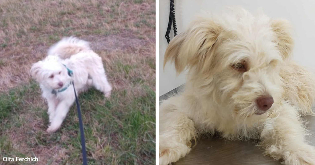 Rescuer Stops Alone At Night And Saves A Dog From Almost Certain Death