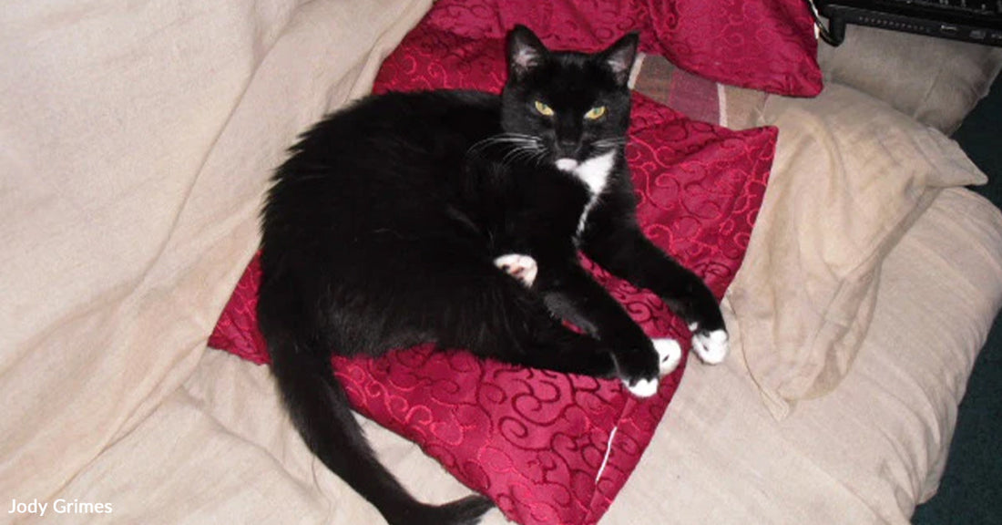 Grieving Pet Parent Finds Hope In A Shelter Cat Who Was Too Scared To Trust